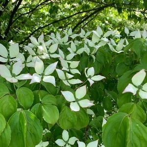 Meet your Posher, Zhenishbek